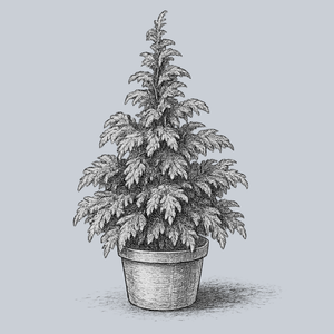 Goldilocks Hinoki Cypress