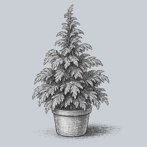 Goldilocks Hinoki Cypress