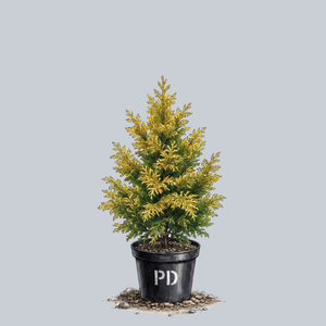 Goldilocks Hinoki Cypress