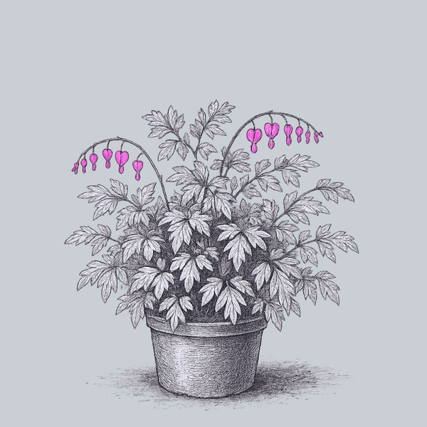 Gold Leaf Bleeding Heart