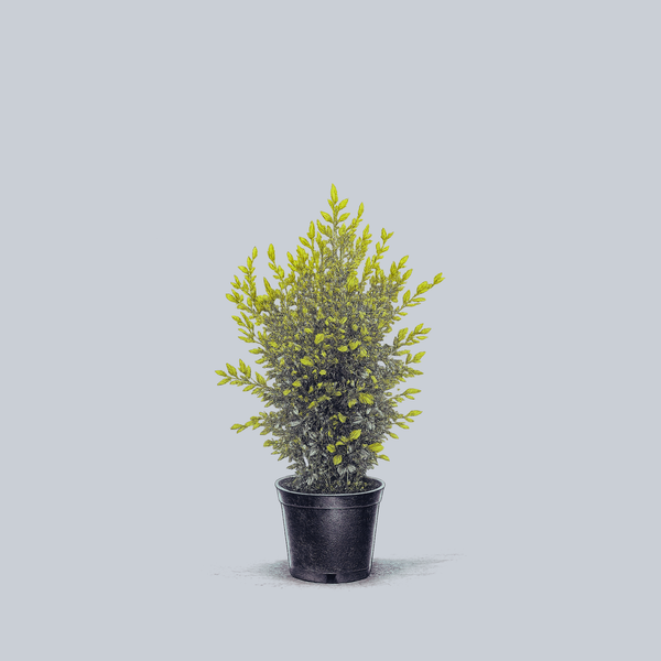 golden nanmu plant indoor Goldstream Heavenly Bamboo – Plant Detectives