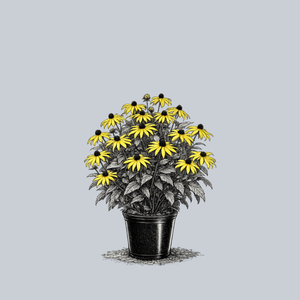 Goldsturm Black-Eyed Susan