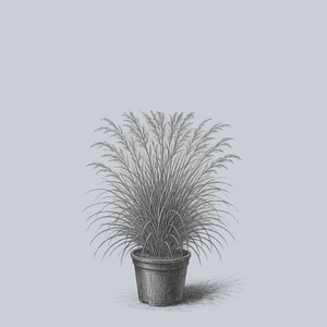 GoldTau Tufted Hairgrass