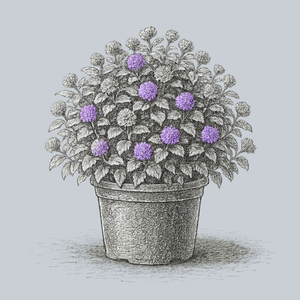 Gold Crest Bluebeard