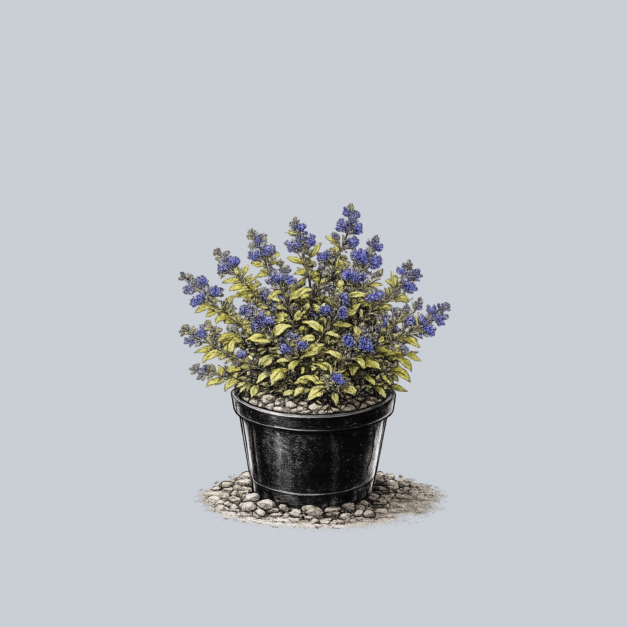 Gold Crest Bluebeard – Plant Detectives