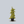 Load image into Gallery viewer, Gold Drift Weeping Norway Spruce
