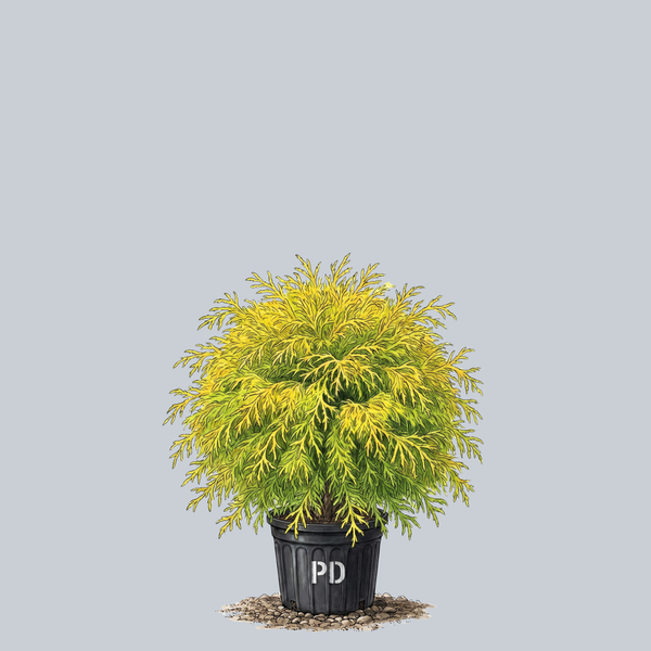 Golden Mop Threadleaf Cypress