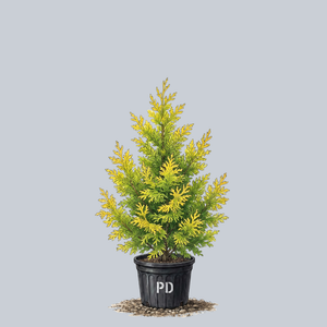 Gold Post Hinoki Cypress