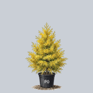 Gold Spangle Sawara Cypress