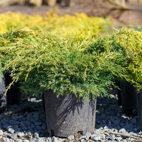 Gold Star Juniper - Juniper - Conifers