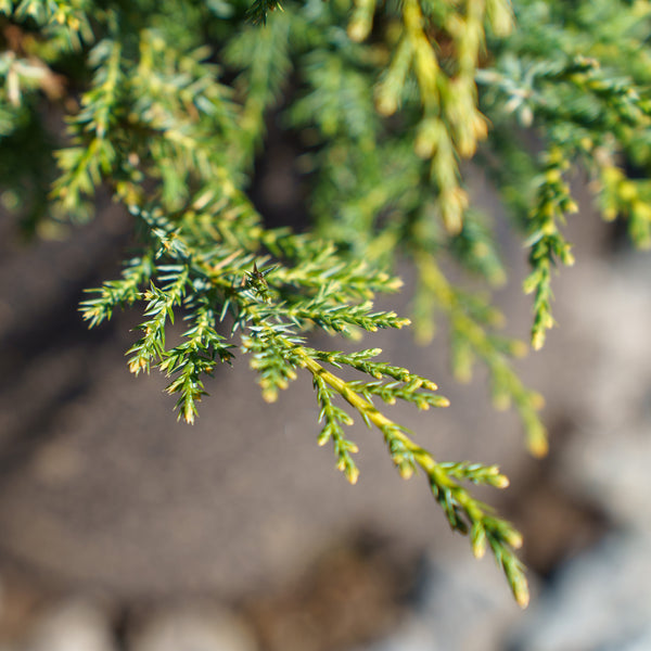 Gold Star Juniper - Juniper - Conifers