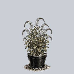Gooseneck Loosestrife