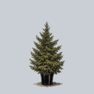 Gowdy Oriental Spruce