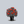 Load image into Gallery viewer, Grace N' Grit Red Rose
