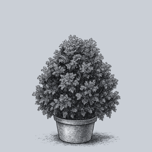 Gracilis Compacta Hinoki Cypress