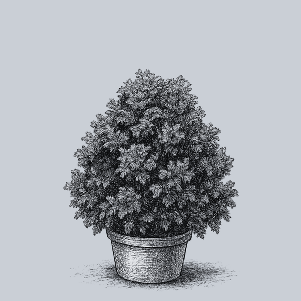 Gracilis Compacta Hinoki Cypress