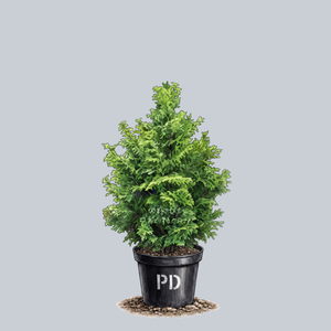 Graciosa Hinoki Cypress