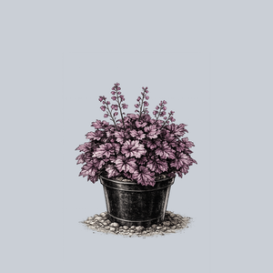 Grande Amethyst Coral Bells