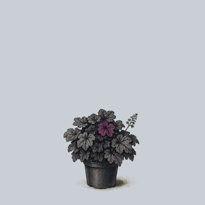 Grande Black Coral Bells