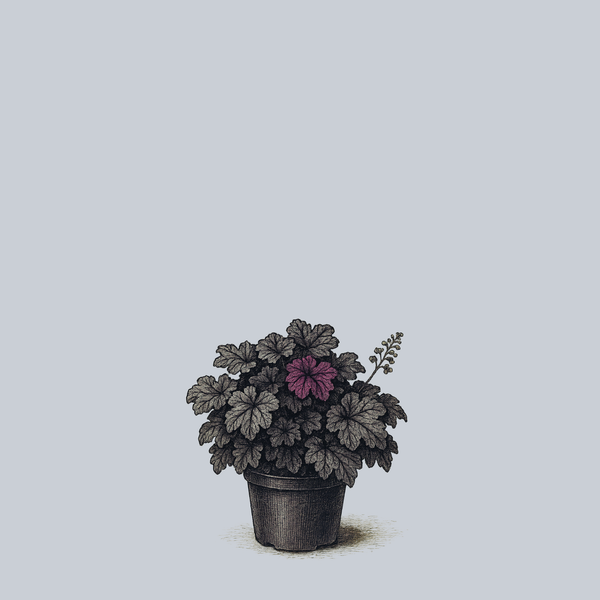 Grande Black Coral Bells