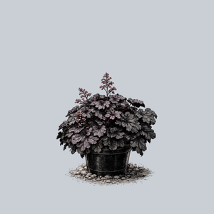 Grande Black Coral Bells