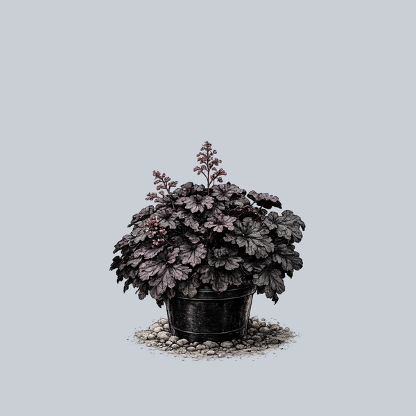 Grande Black Coral Bells
