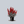 Load image into Gallery viewer, Grandstand Collection Scarlet Sage
