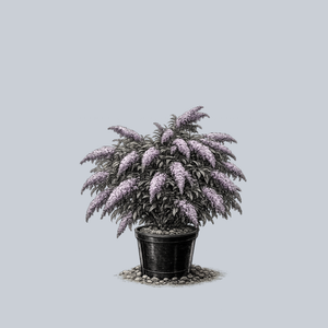 Grand Cascade Butterfly Bush