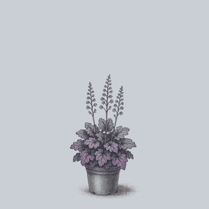 Grape Expectations Coral Bells