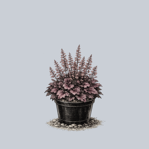 Grape Expectations Coral Bells