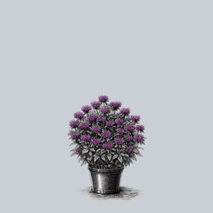 Grape Gumball Bee Balm