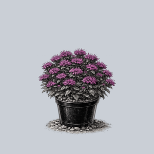 Grape Gumball Bee Balm
