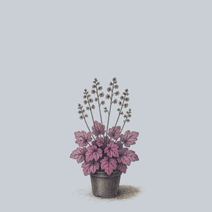 Grape Soda Coral Bells