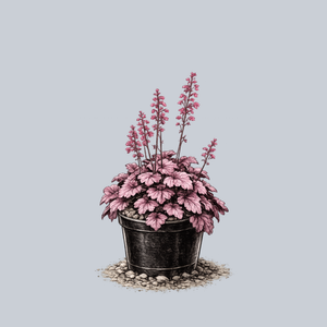 Grape Soda Coral Bells
