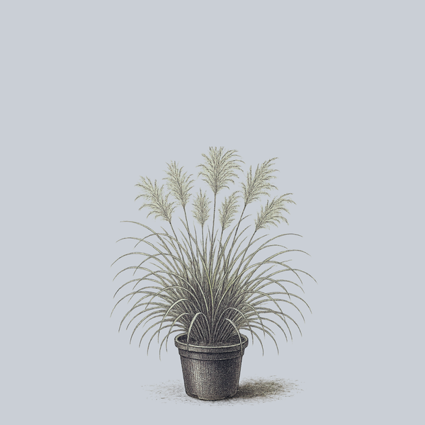 Graziella Maiden Grass