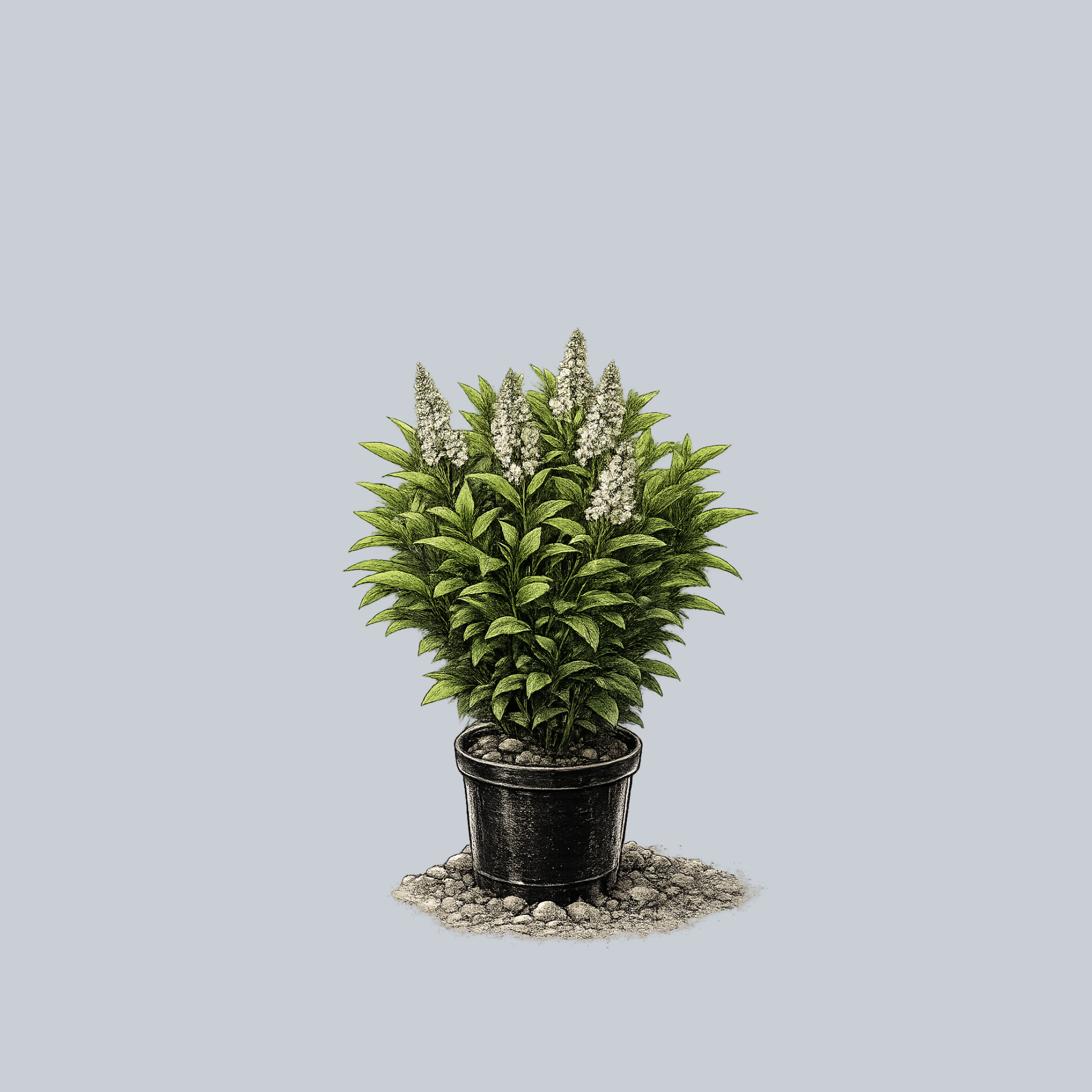 Greenfinity Cherry Laurel – Plant Detectives