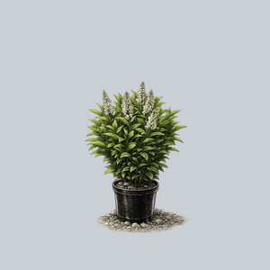 Greenfinity Cherry Laurel