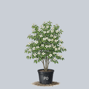 Greensleeves Kousa Dogwood