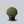 Load image into Gallery viewer, Green Beauty Boxwood
