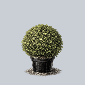 Green Beauty Boxwood