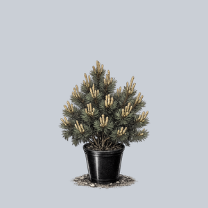 Green Candle Mugo Pine
