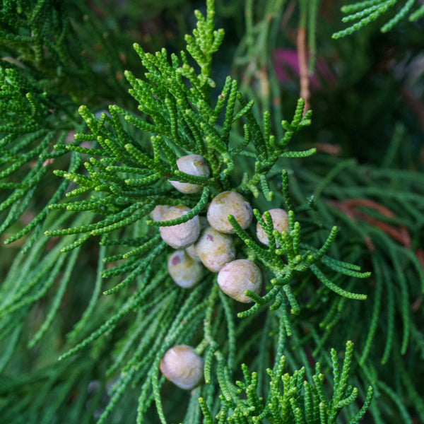 Green Columnar Juniper - Juniper - Conifers