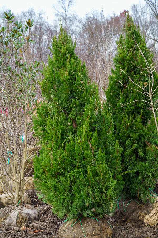 Green Columnar Juniper - Juniper - Conifers