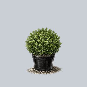 Green Gem Boxwood
