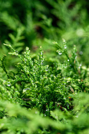 Green Giant Arborvitae in Rain