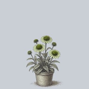 Green Jewel Coneflower