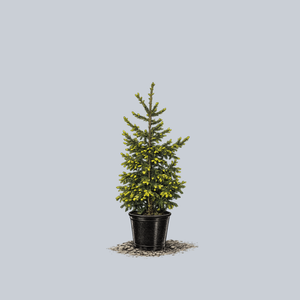 Green Knight Oriental Spruce
