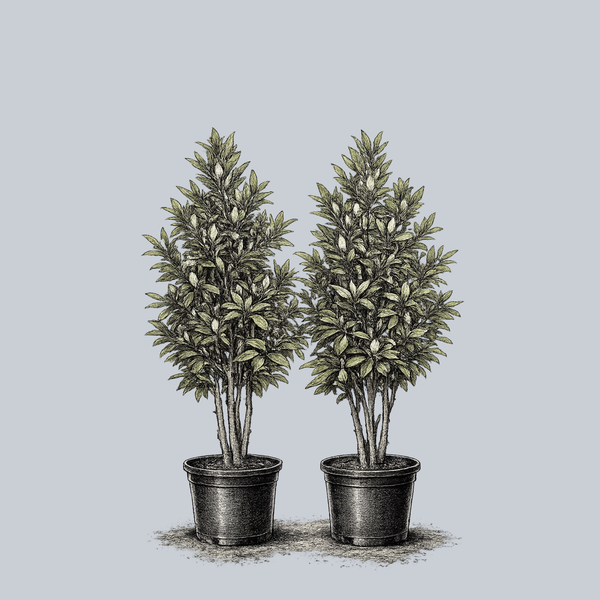 Green Mile Sweetbay Magnolia