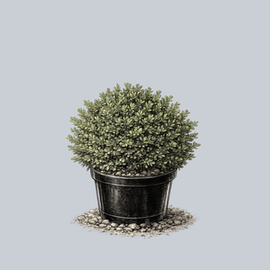 Green Mound Boxwood