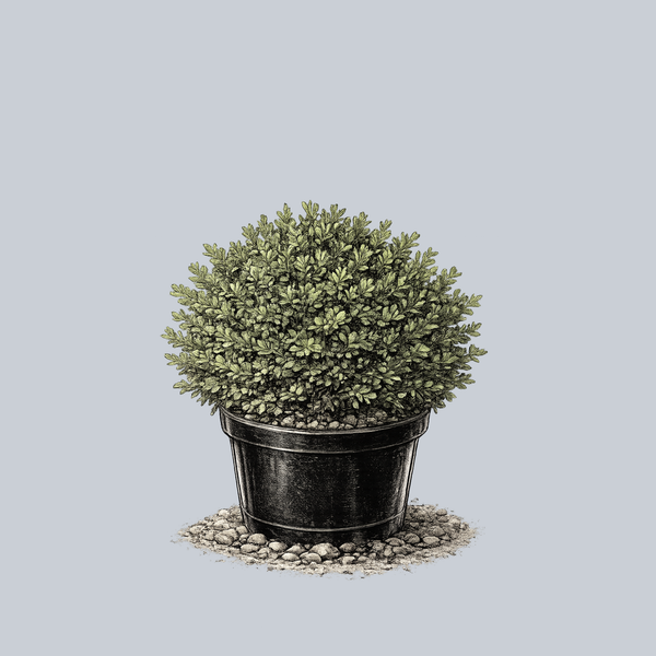 Green Mound Boxwood